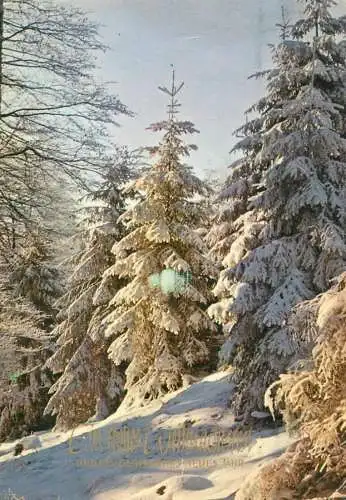 Winter Holidays greetings forest winter scenery