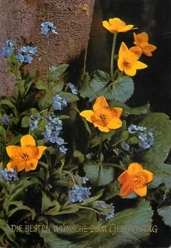 Die Besten Wunsche zum Geburtstag Blumen Postkarte