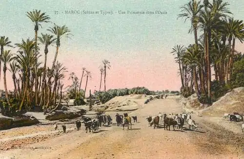 Africa Morocco scenes et types une palmeraie dans l'Oasis goats