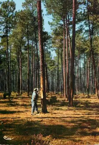 Folklore and traditions costumes folk types costumes de Landes de Gascogne Le Resinier au travail
