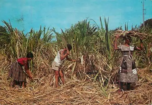 Folklore and traditions costumes folk types costumes Martinique coupe de la Canne