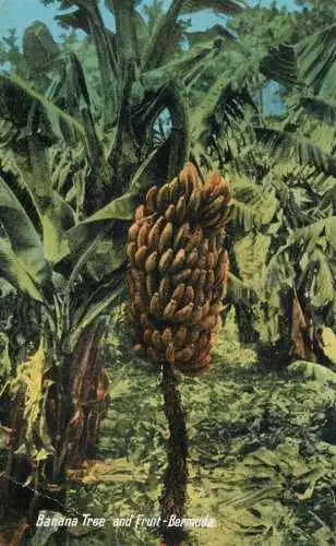 America Antilles Bermuda banana tree and fruit