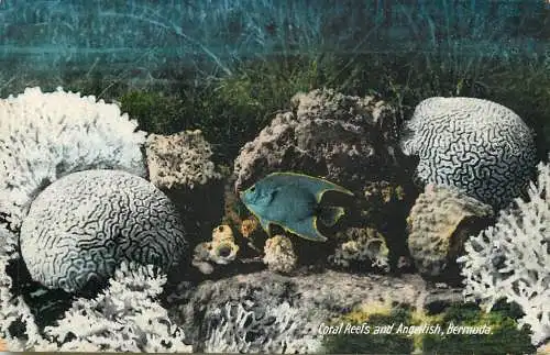 America Antilles Bermuda coral reefs and Agelfish