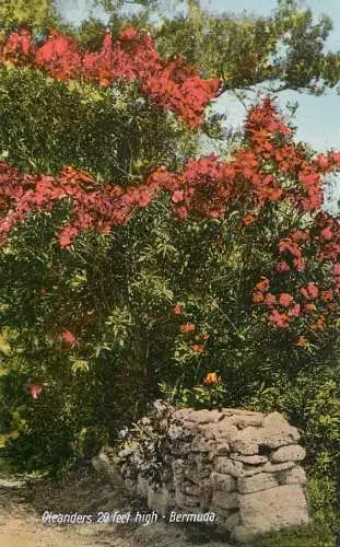 America Antilles Bermuda oleanders 20 feet high