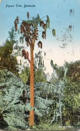 America Antilles Bermuda Papaw Tree