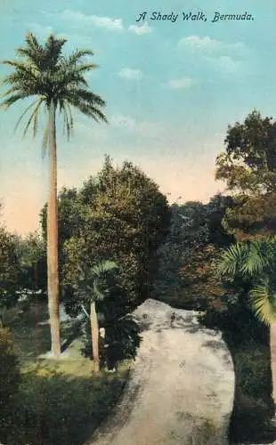 America Antilles Bermuda palms a shady walk