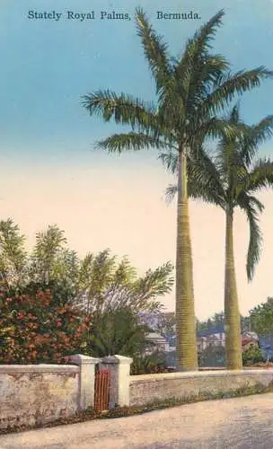 America Antilles Bermuda Stately Royal Palms