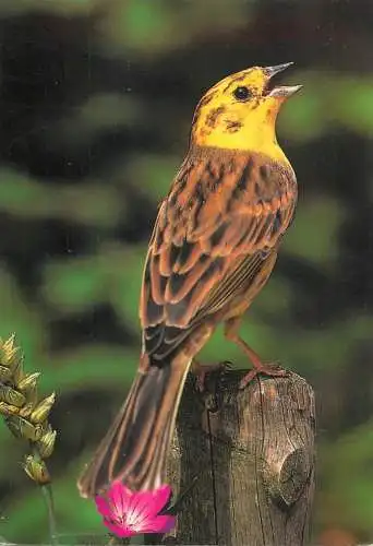 Animal postcard bird yellowhammer