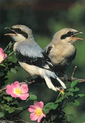 Animal postcard bird great grey shrikes