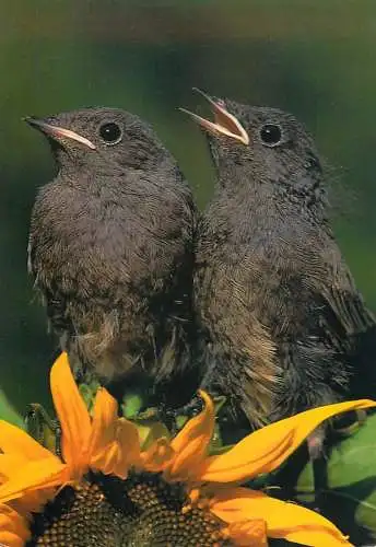 Animal postcard bird young black redstarts