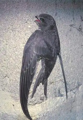 Animal postcard bird swift martinet noir