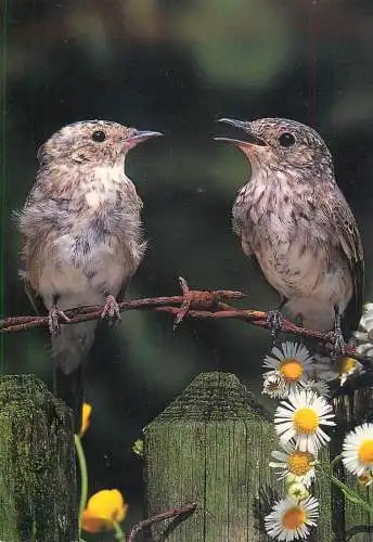 Animal postcard bird spotted flycatchers