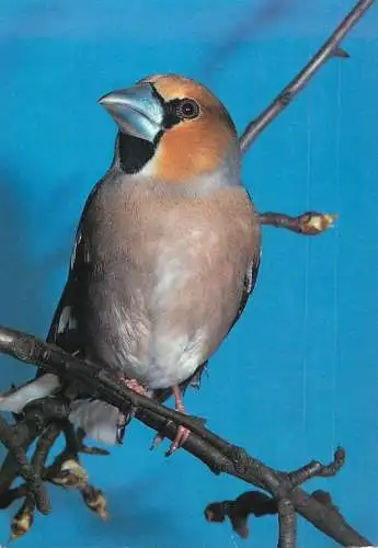 Animal postcard bird hawfinch