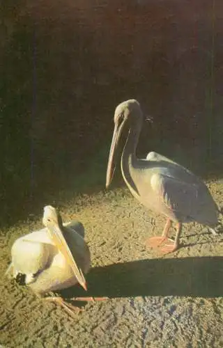 Animal postcard bird pelican pelecanus onocrotalus