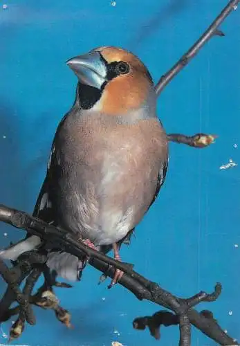Animal postcard bird Howfinch