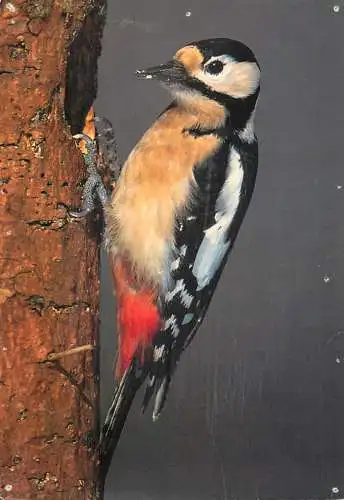 Animal postcard bird great spotted woodpecker