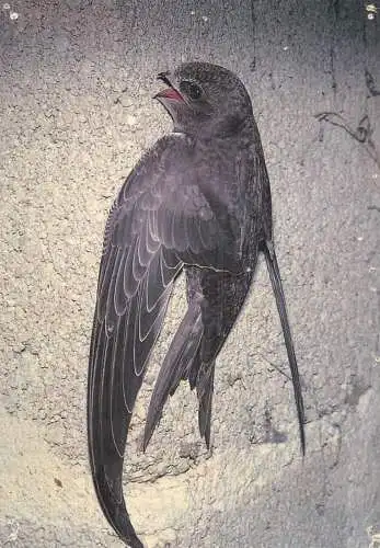 Animal postcard bird swift