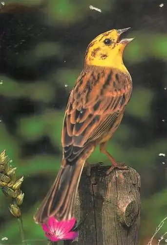 Animal postcard bird yellowhammer