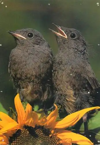 Animal postcard bird young black redstarts