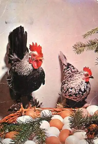 Animal postcard bird chicken and eggs