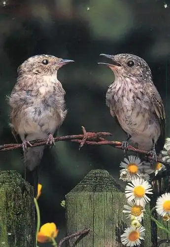 Animal postcard bird spotted flycatchers