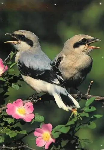 Animal postcard bird great grey shrikes