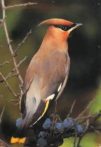 Animal postcard bird bohemian waxwing