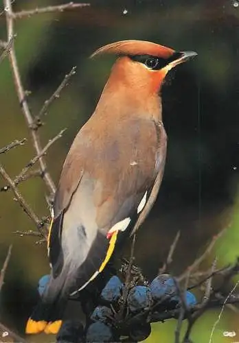 Animal postcard bird bohemian waxwing