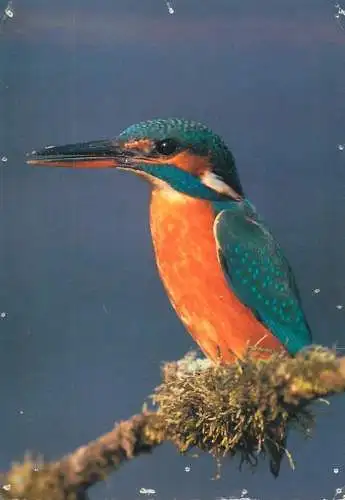 Animal postcard kingfisher