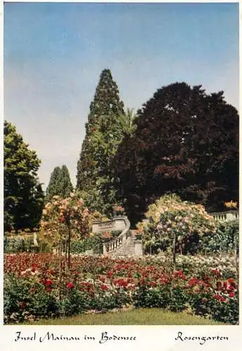 Germany Insel Mainau im Bodensee Rosengarten