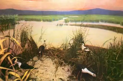 Romania Tulcea Muzeul "Delta Dunarii" Diorama Saratura Murghiol