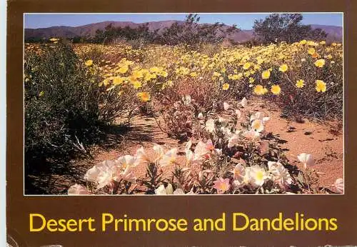 USA desert flowers primrose and dandelions