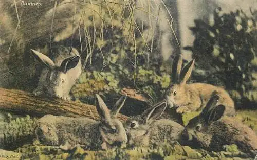 Bunnies