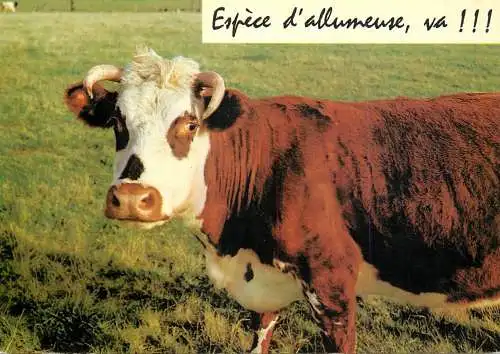 Animal postcard cows France humour