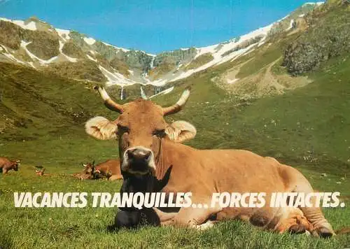Animal postcard cows France humour