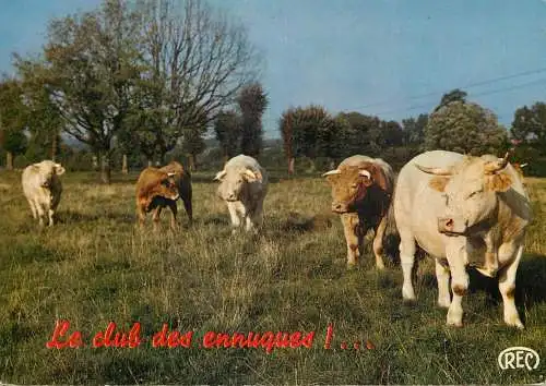 Animal postcard cows France humour