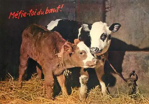 Animal postcard cows France humour