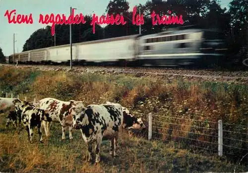 Animal postcard cows France humour train