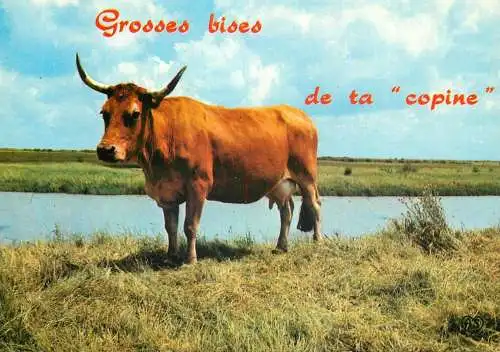 Animal postcard cows France humour