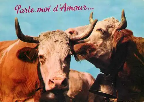 Animal postcard cows France humour