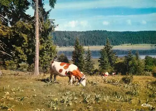 Animal postcard cows Doubs France Comte