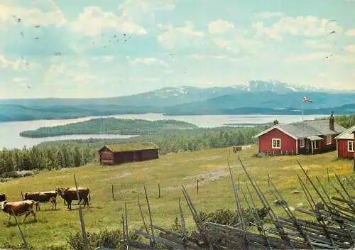 Animal postcard cows Norway Lykkja Hemsedal
