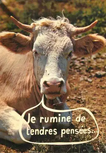 Animal postcard cows France humour 1987