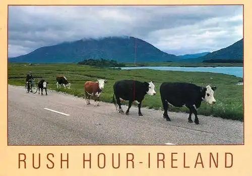 Animal postcard cows rush hour Ireland