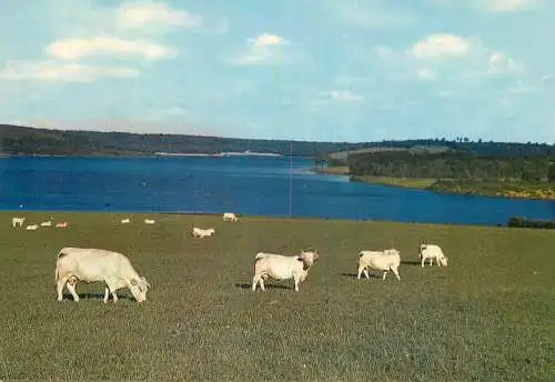 Animal postcard cows France Morvan lac St. Agnan 1974