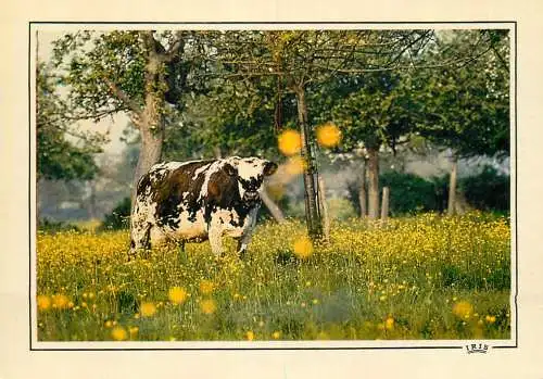 Animal postcard cows France Normandy