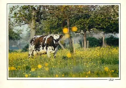 Animal postcard cows France Normandy 1975