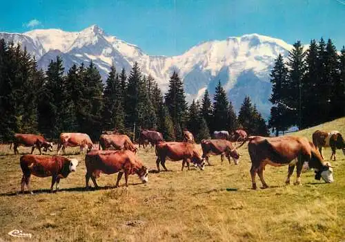 Animal postcard cows nos belles alpes 1975