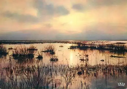 World sunset crepuscule coucher du soleil en camargue