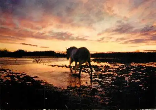 World sunset crepuscule coucher du soleil la camargue 1979